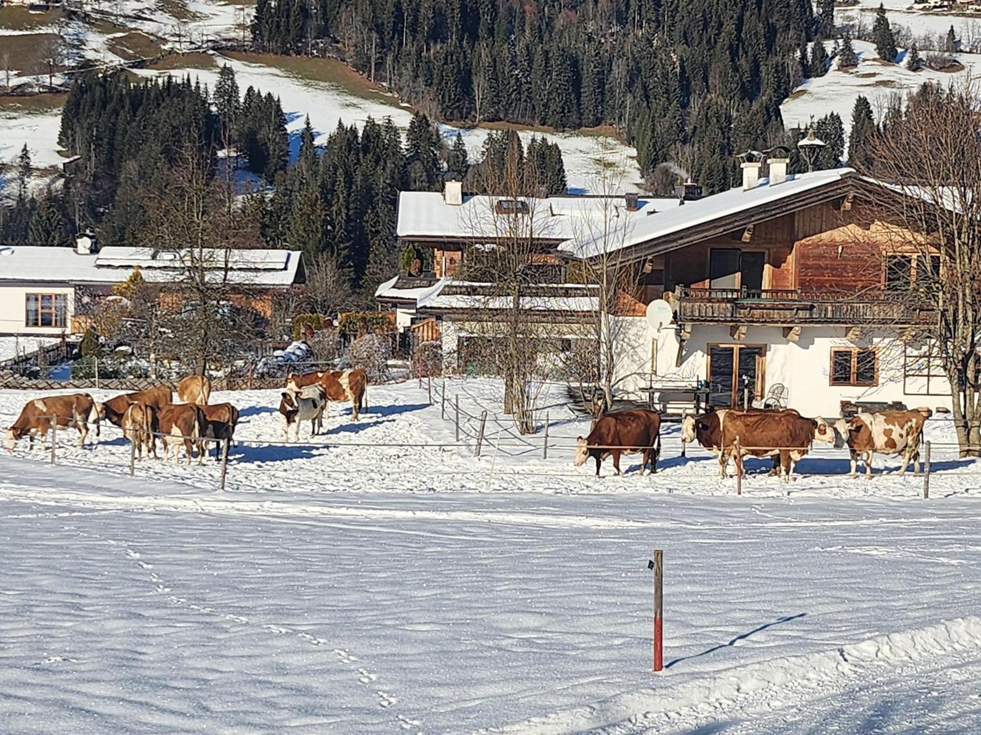 Pension Woetzinghof Kirchberg in Tirol Zewnętrze zdjęcie